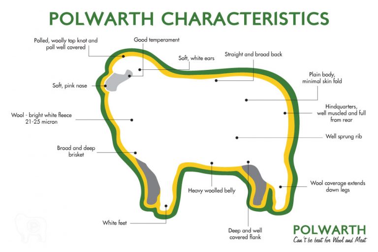 Polwarth Sheep Breeders Association of Australia | Breed Characteristics