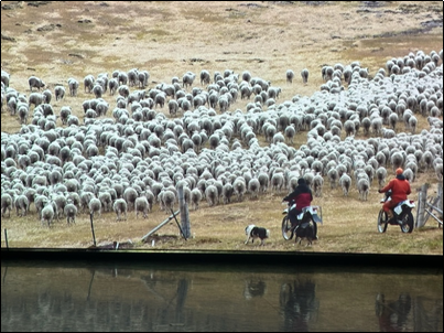 Falkland Islands